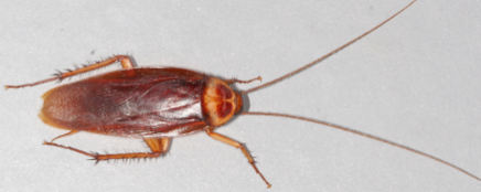 American cockroach